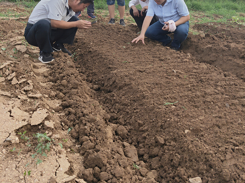 丹參苗基地土壤檢測(cè)
