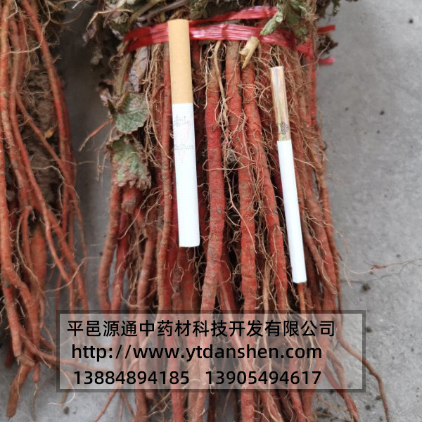 丹參苗價格